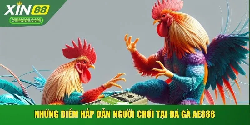 Những điểm hấp dẫn người chơi tại đá gà AE888