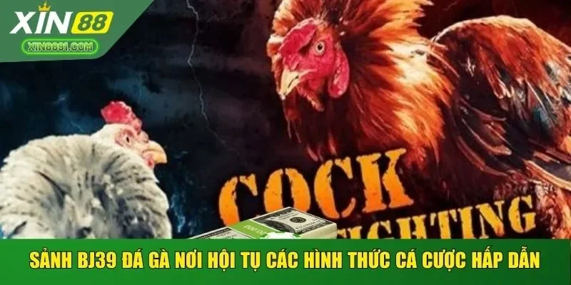 Sảnh BJ39 đá gà nơi hội tụ các hình thức cá cược hấp dẫn